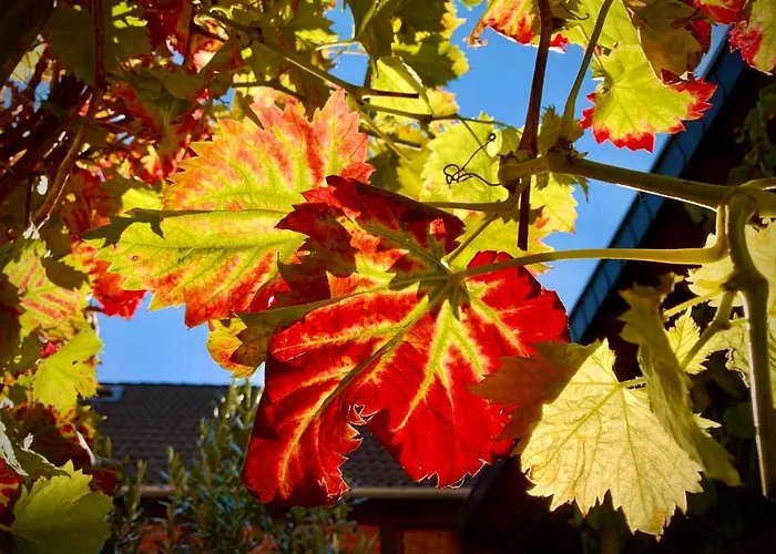 Bleicherode Zwischen Harz Und Kyffhaeuser * Wipperdorf